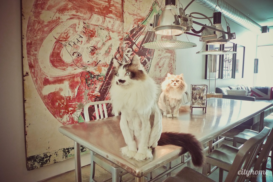 Salt Lake City Locals - Mr Jesse Walker - D.J.