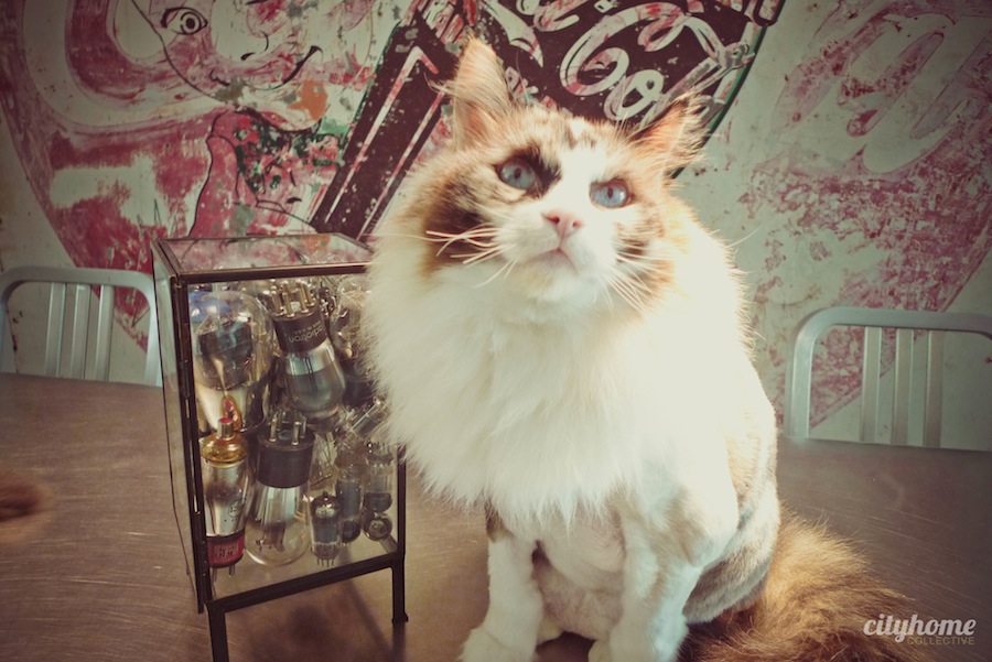 Salt Lake City Locals - Mr Jesse Walker - D.J.