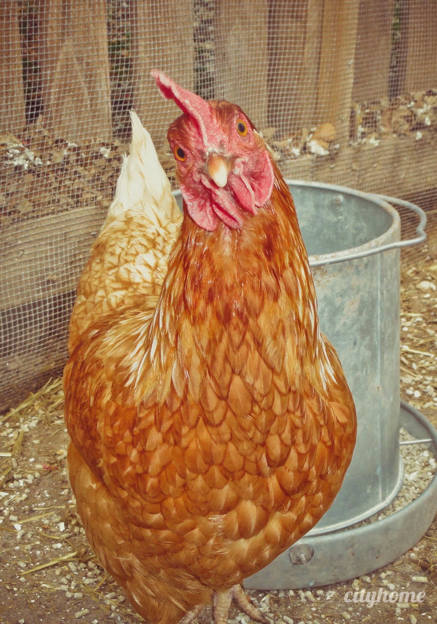 Salt Lake City Chicken Coup | I dare you