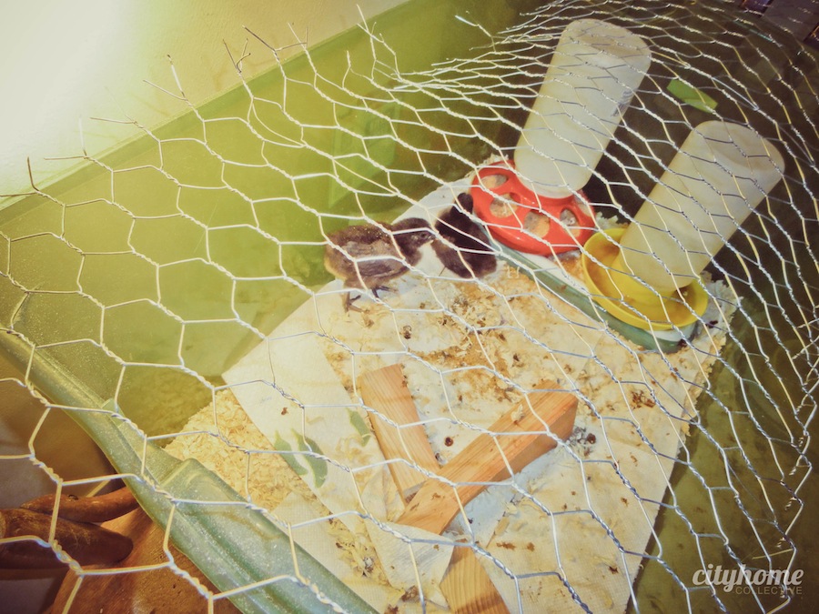 Salt Lake City Chicken Coup | cityhomeCOLLECTIVE