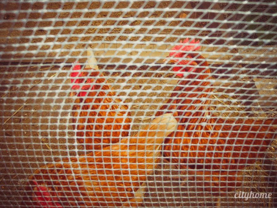 Salt Lake City Urban Farming Chicken Coops cityhomeCOLLECTIVE