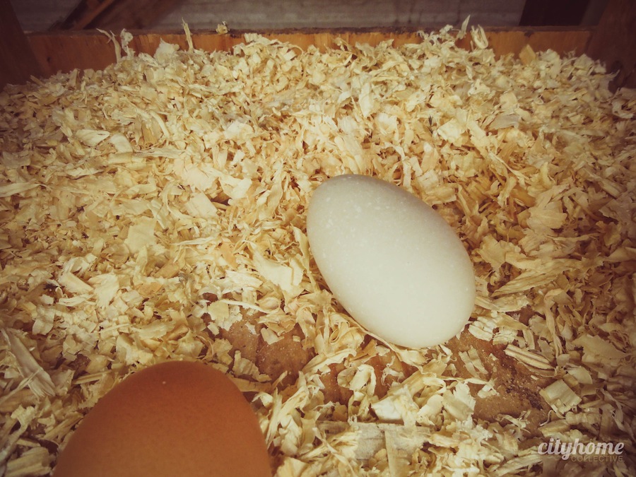 Salt Lake City Urban Farming Chicken Coops cityhomeCOLLECTIVE