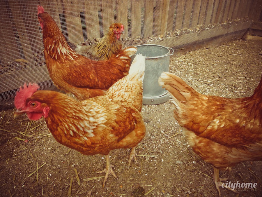 Salt Lake City Urban Farming Chicken Coops cityhomeCOLLECTIVE