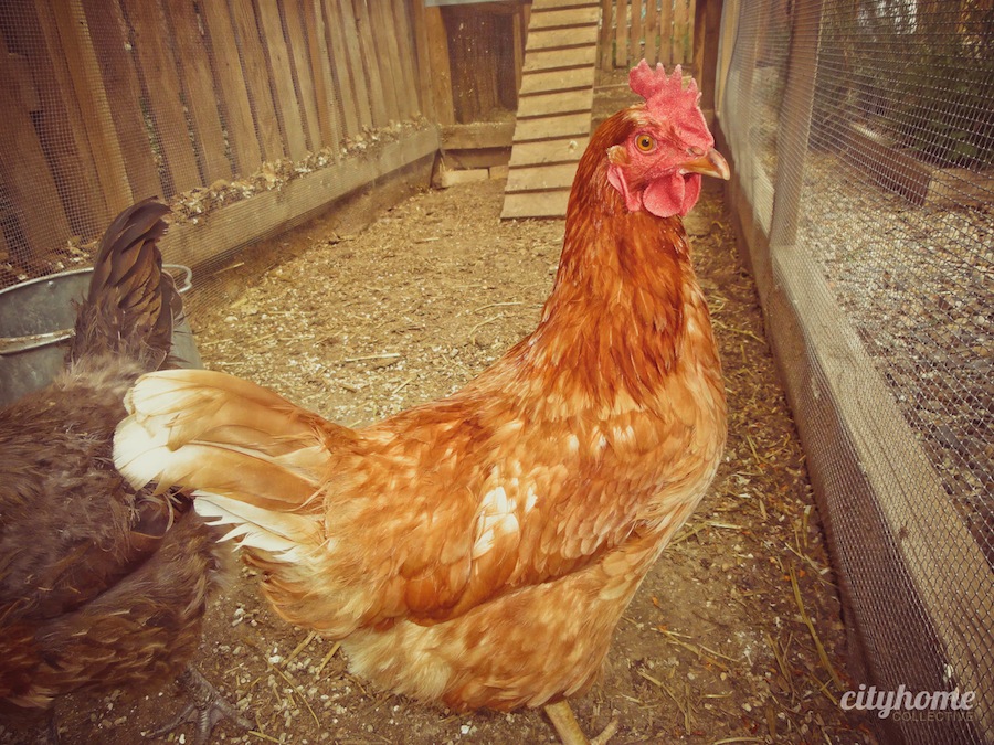Salt Lake City Urban Farming Chicken Coops cityhomeCOLLECTIVE