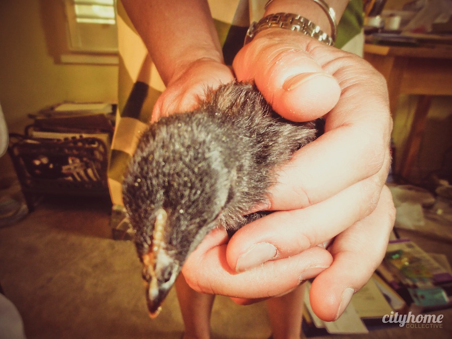 Salt Lake City Chicken Coup | cityhomeCOLLECTIVE