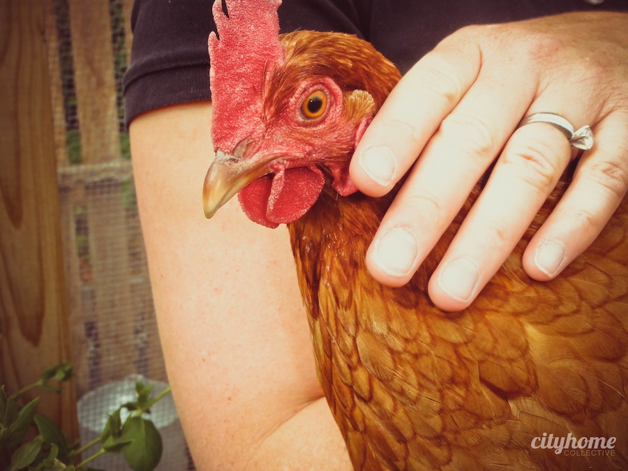 Salt Lake City Urban Farming Chicken Coops cityhomeCOLLECTIVE