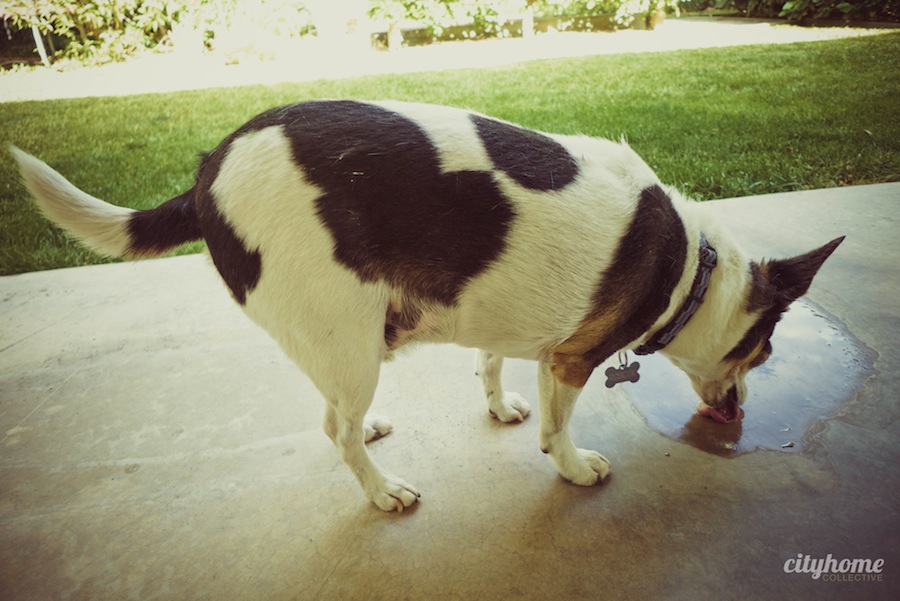 Salt Lake City Lifestyle Shoot | Home for Sale | Federal Heights