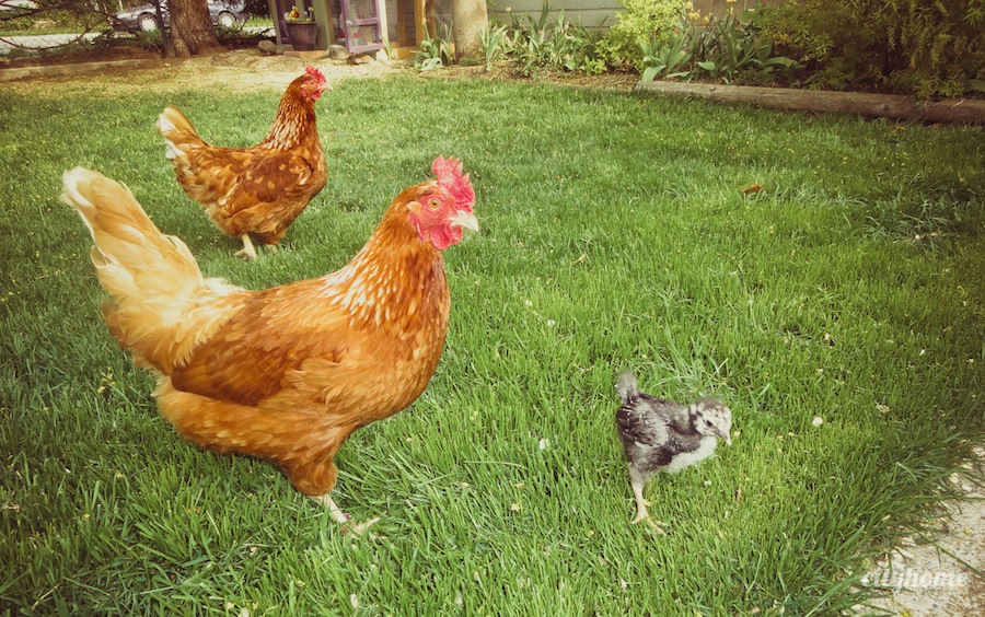 Urban Chicken Farming | cityhome Clients Natalie & Chris