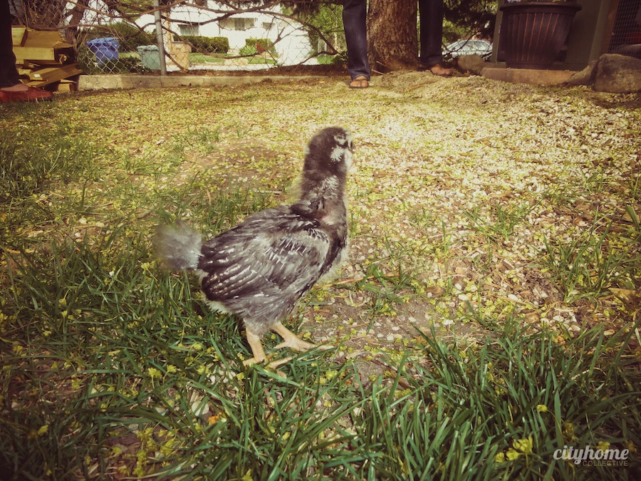 Urban Chicken Farming | cityhome Clients Natalie & Chris