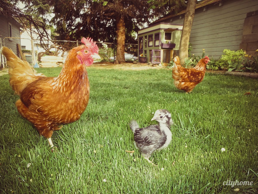 Urban Chicken Farming | cityhome Clients Natalie & Chris