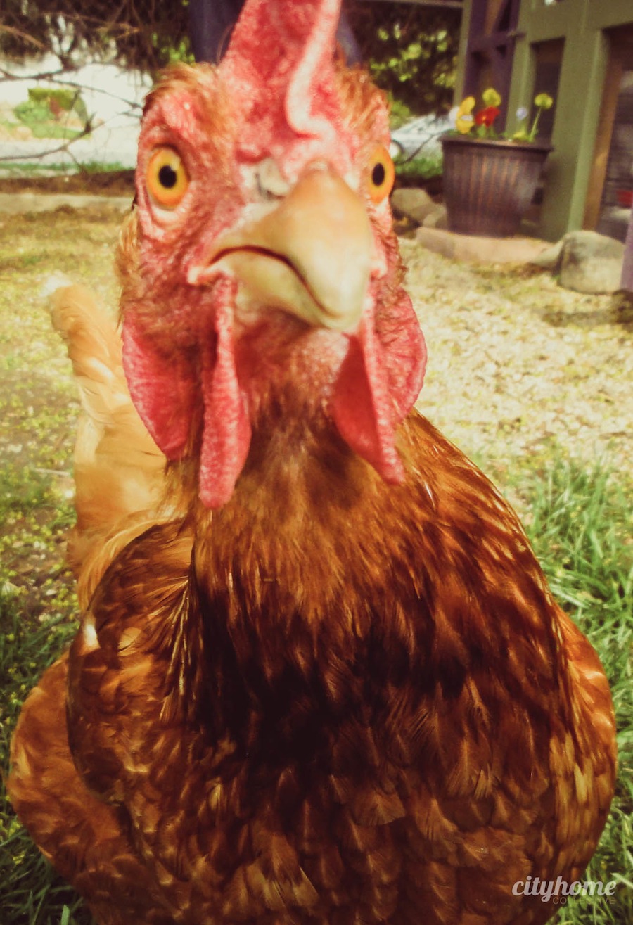 Urban Chicken Farming | cityhome Clients Natalie & Chris