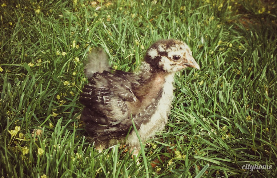 Urban Chicken Farming | cityhome Clients Natalie & Chris