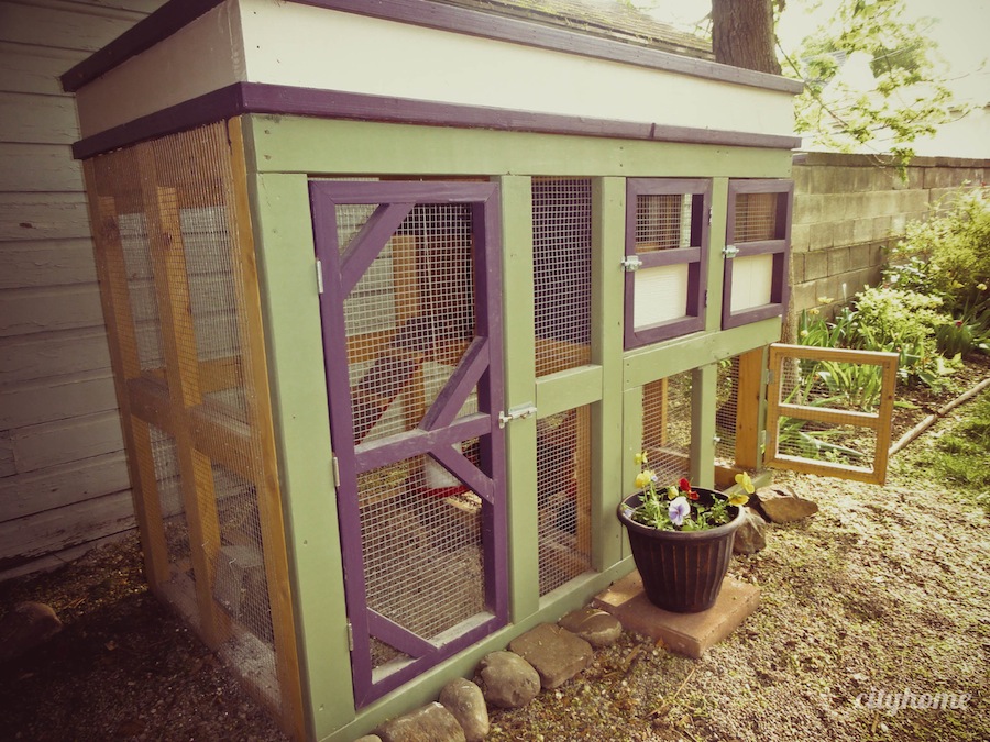 Urban Chicken Farming | cityhome Clients Natalie & Chris