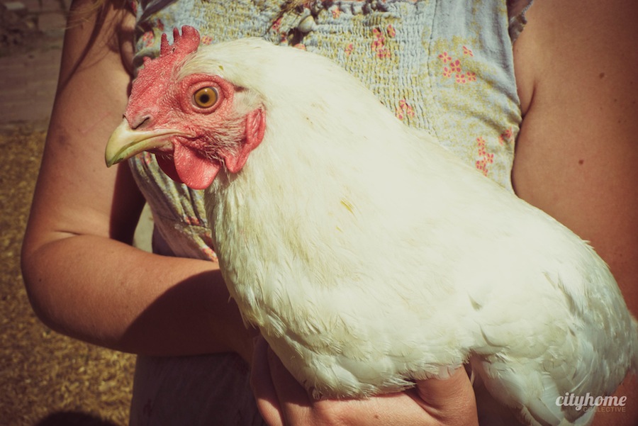 Wasatch Community Gardens | 7th Tour de Coop