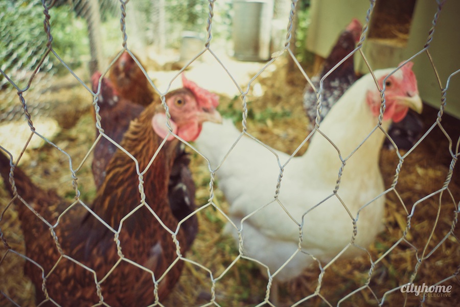 Wasatch Community Gardens | 7th Tour de Coop