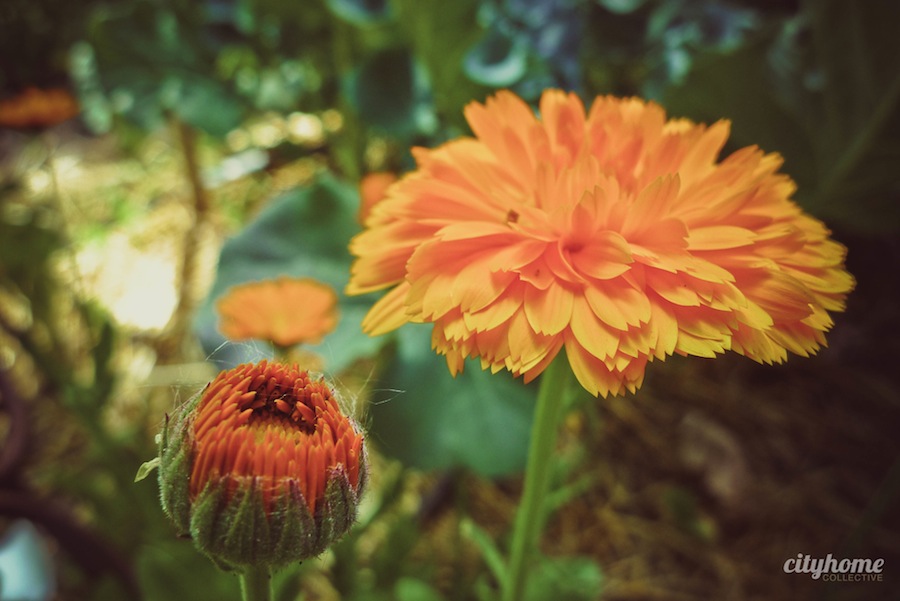Wasatch Community Gardens | cityhome Clients Brit and Jimmy