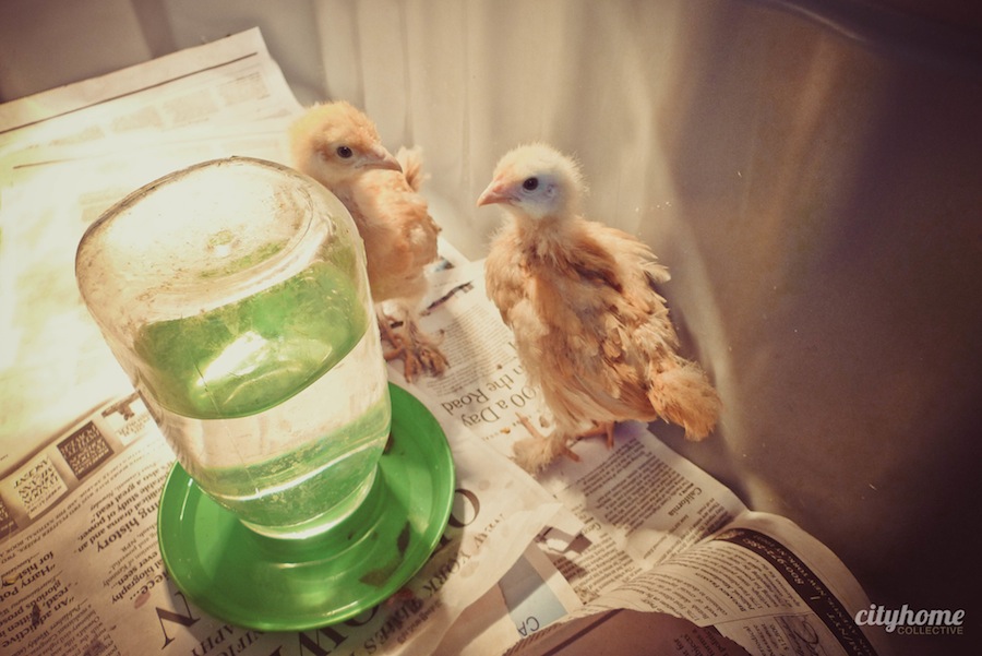 Wasatch Community Gardens | cityhome Clients Brit and Jimmy