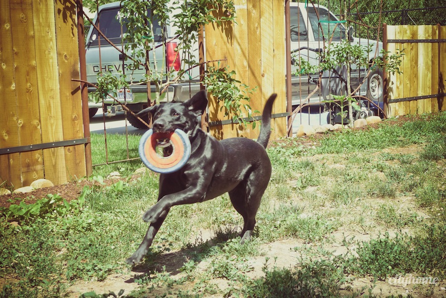 Wasatch Community Gardens | cityhome Clients Brit and Jimmy