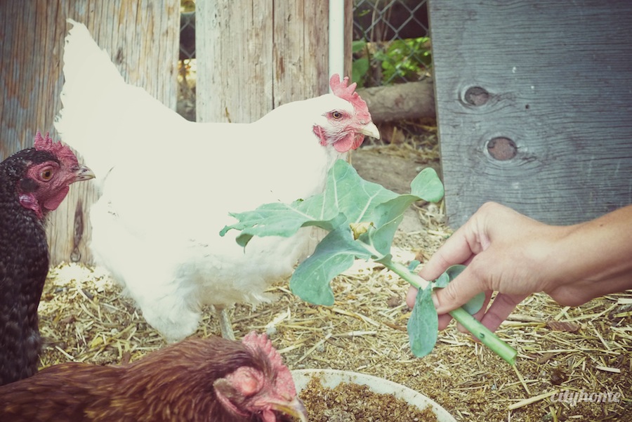 Wasatch Community Gardens | cityhome Clients Brit and Jimmy