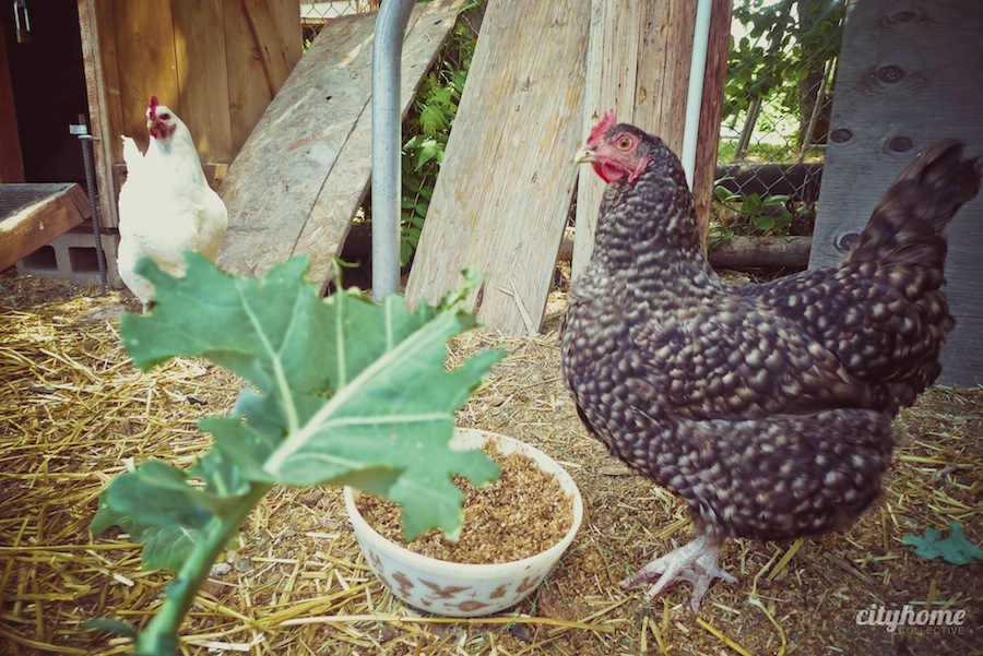 Wasatch Community Gardens | cityhome Clients Brit and Jimmy