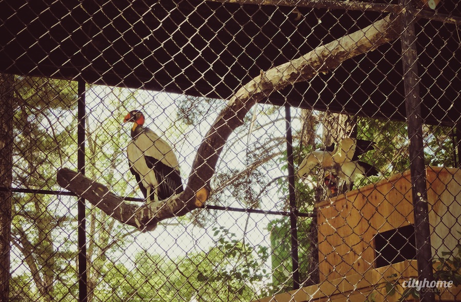 Salt Lake City Culture | The Tracy Aviary | Liberty Park
