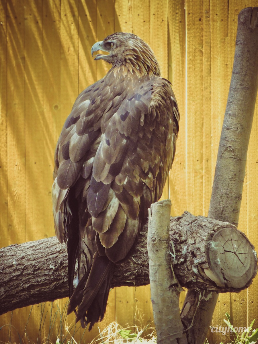 Salt Lake City Culture | The Tracy Aviary | Liberty Park