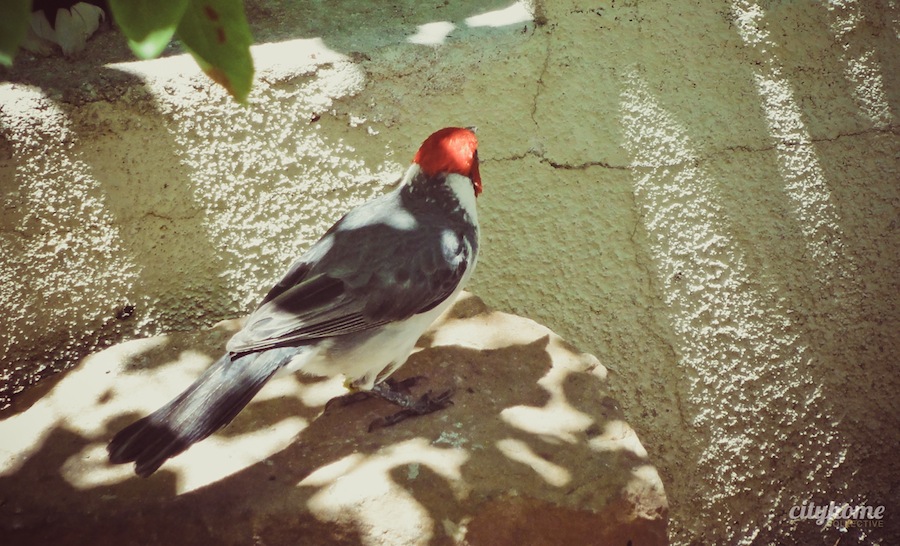 Salt Lake City Culture | The Tracy Aviary | Liberty Park