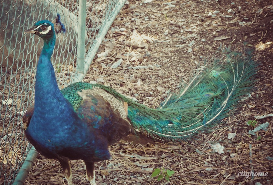 Salt Lake City Culture | The Tracy Aviary | Liberty Park