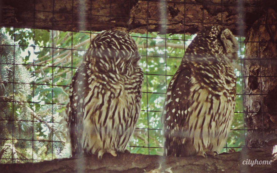 Salt Lake City Culture | The Tracy Aviary | Liberty Park
