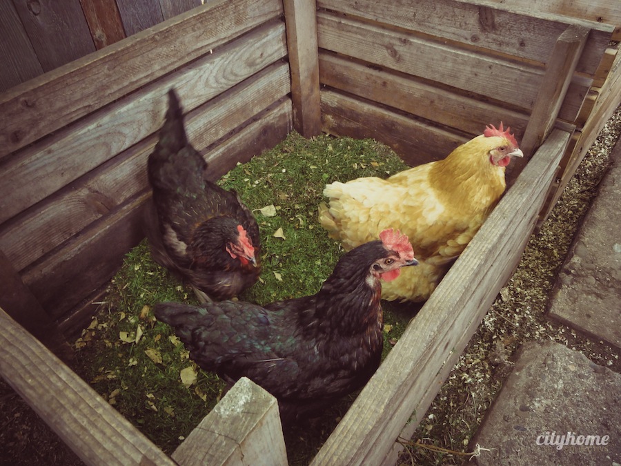 Salt Lake City Urban Farming | Chicken Coop-10
