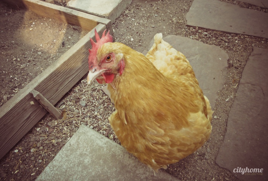 Salt Lake City Urban Farming | Chicken Coop-2