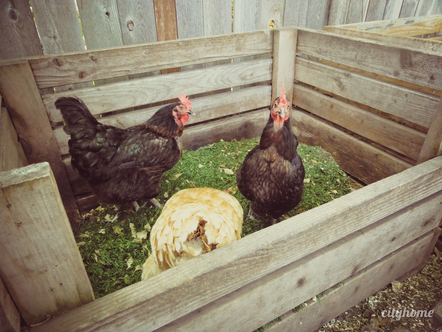 Salt Lake City Urban Farming | Chicken Coop-6