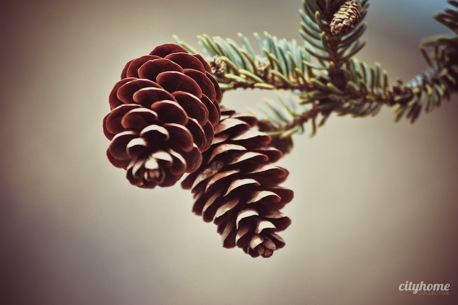 Vine Street Market | Murray-1