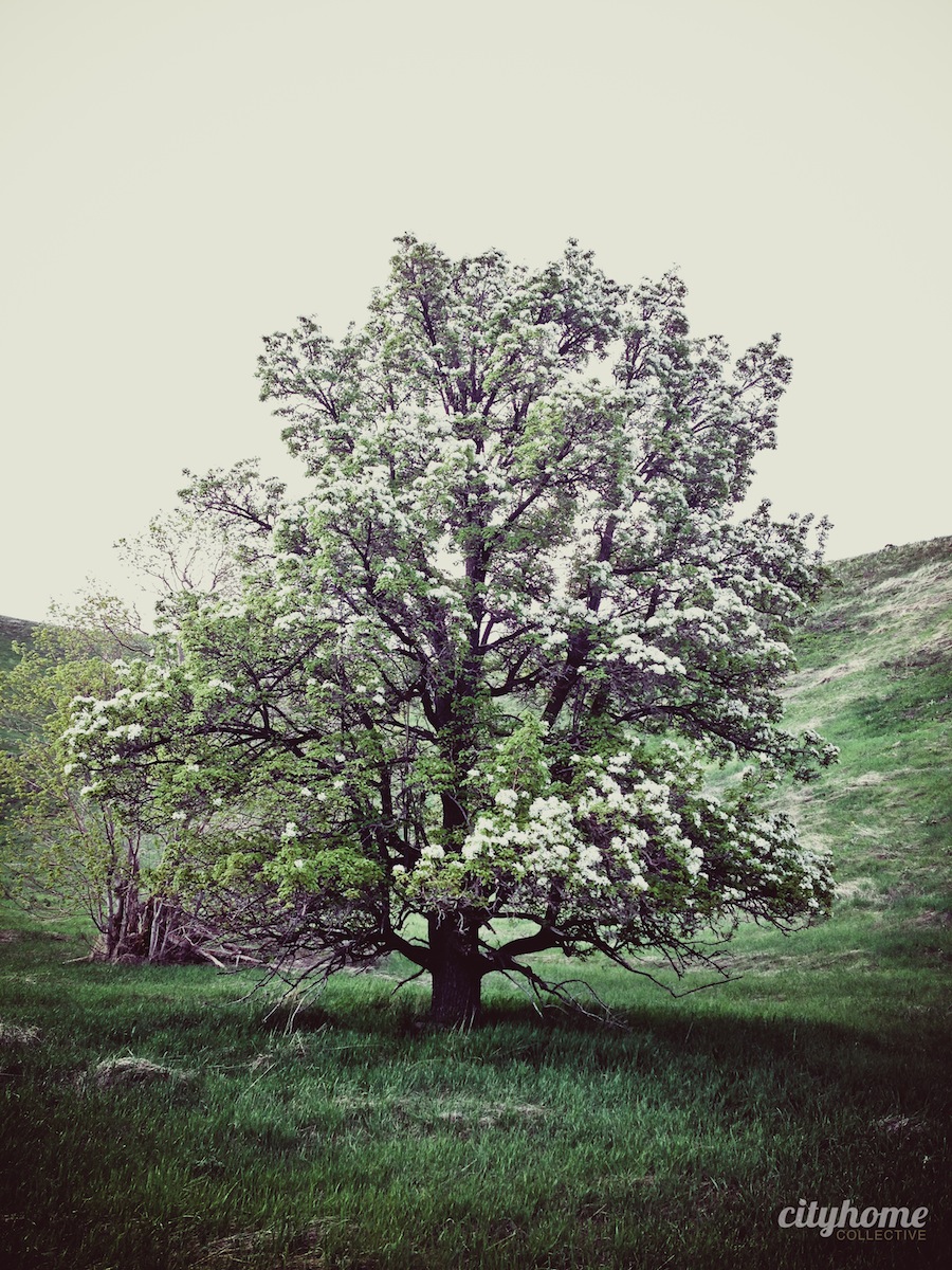 Salt-Lake-Mountains-Nature-Activites-9