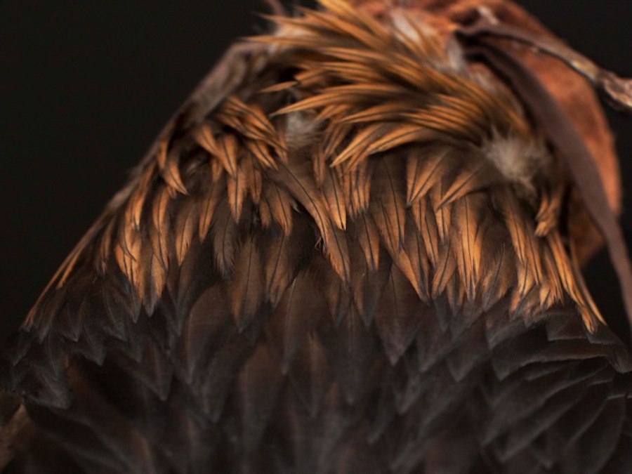 Lynn-Blodgett-Lord-of-Sky-Photography-NYC-Gallery-Show-9