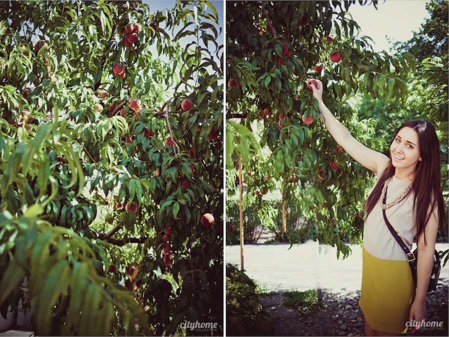 Salt-Lake-Fruit-Share-Program-1