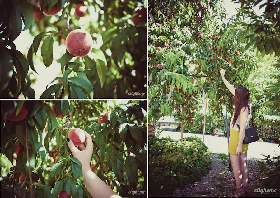 Salt-Lake-Fruit-Share-Program