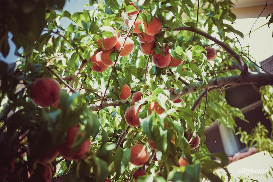 Salt-Lake-Fruit-Share-program-6