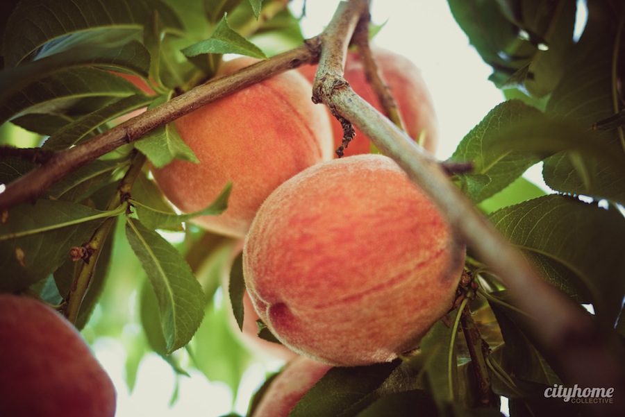 Salt-Lake-Fruit-Share-program-7