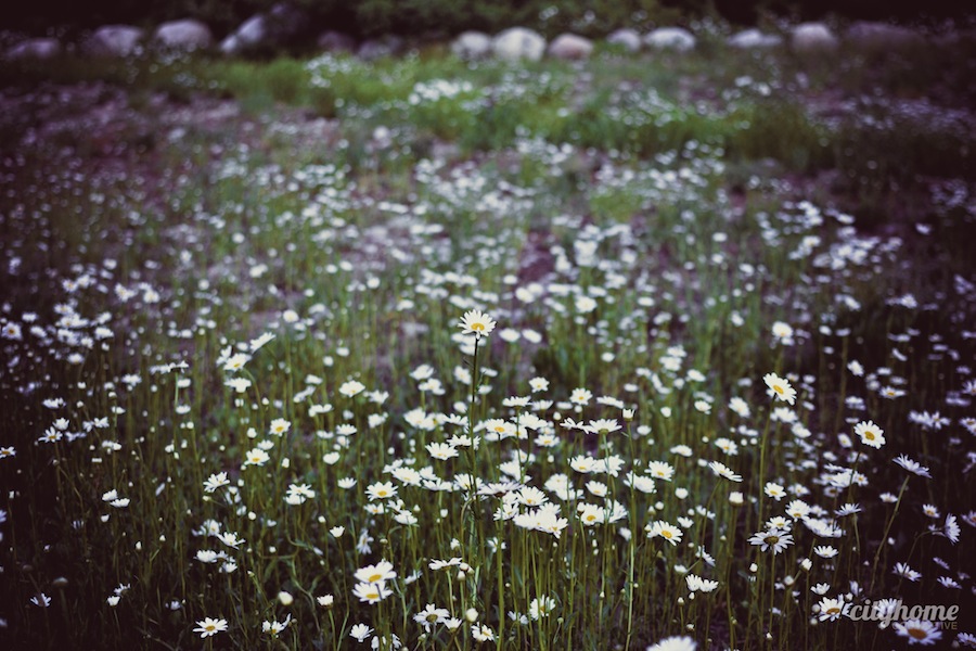 Wasatch-Mountain-Table-Solitude-Resort-Dining-Event-24