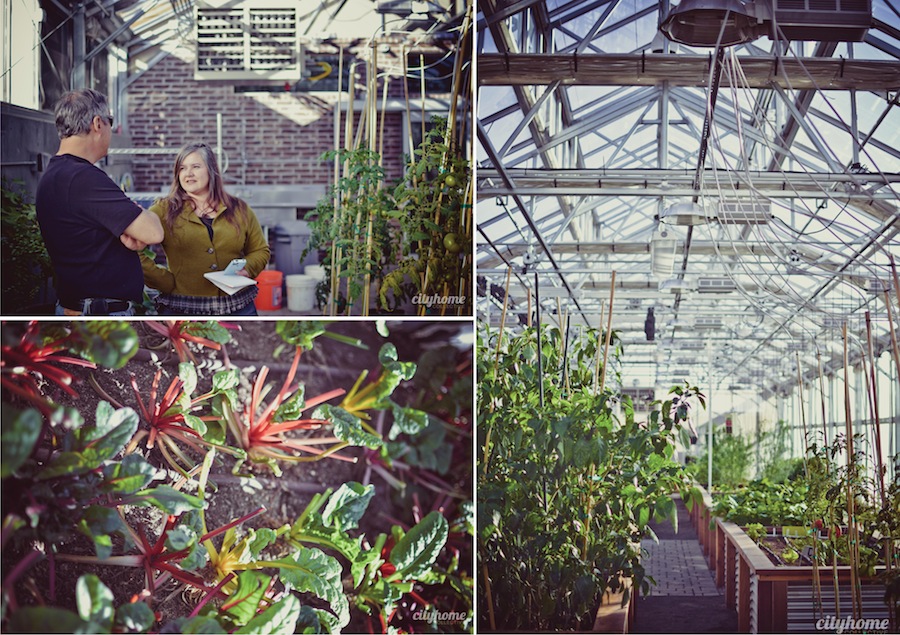 Frog Bench Farms cityhomeCOLLECTIVE