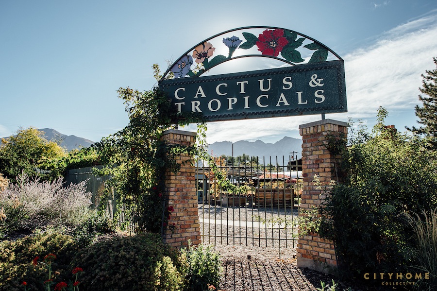 cactus-and-tropicals-3